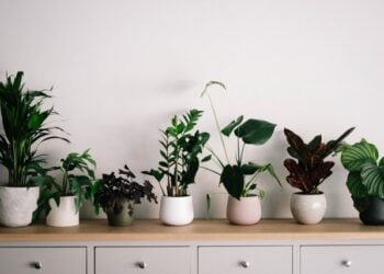 indoor-Plants