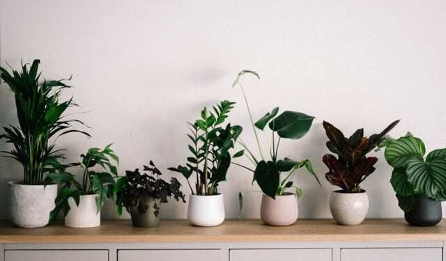 indoor-Plants