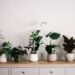 indoor-Plants