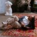 Carpets