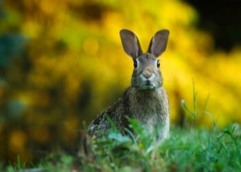 Keep-Rabbits-Out-Of-The-Garden