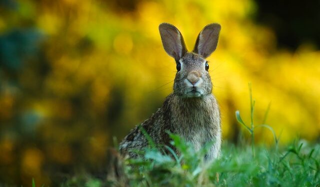 Keep-Rabbits-Out-Of-The-Garden