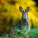 Keep-Rabbits-Out-Of-The-Garden
