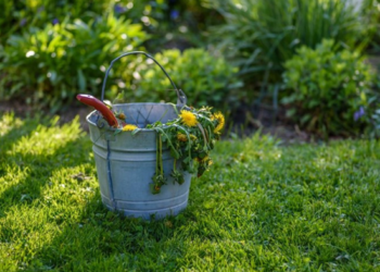 Weed-Killer