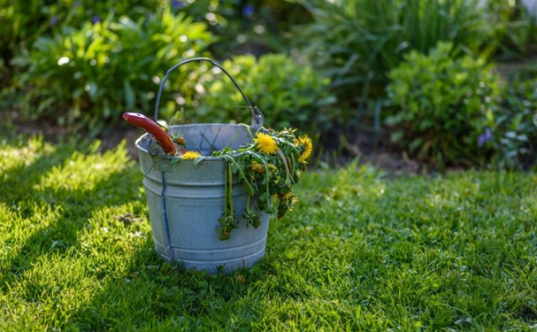 Weed-Killer